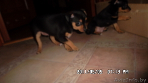 ПРОДАМ ЩЕНКОВ ТОЙ-ТЕРЬЕРА #260309