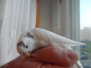 продам волнистого попугая                  #269957