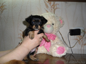 той-терьера щенка #266572