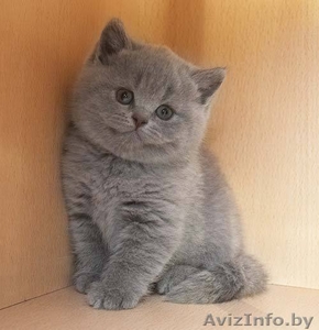 Британские пляшевые котята-дляВас! #251642