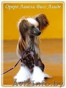 Китайска Хохлатая собачка щенки #266113