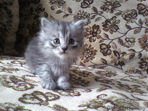 Отдам в хорошие руки котенка #271574