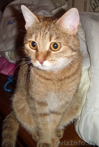 Кошечку оставил хозяин уехав в Россию на ПМЖ. #249079