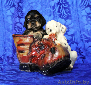 Американского кокер спаниеля щенки** #259107