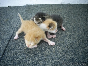 Спасите новорожденных котят! #274102