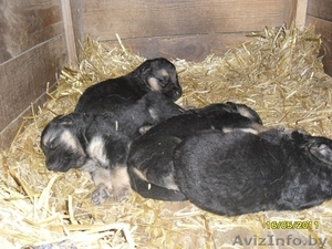 Щенки немецкой овчарки, для охраны #263926