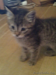 Отдам котенка в добрые руки! #270455