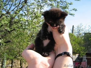 Отдам котенка в хорошие руки!!! #257629