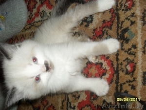 Красивый котёнок в хорошие руки, продадим))) #263948