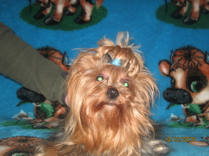 йорктерширский терьер #250770