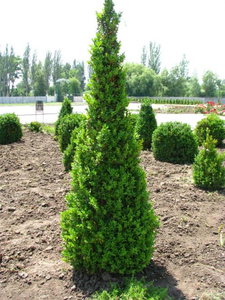 Самшит вечнозеленый #279850