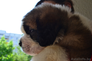 продам щенков сенбернара #280447