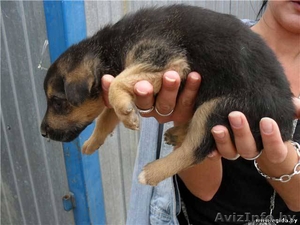 Забирая одного из них - ты сохраняешь жизнь! #303049