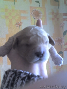 продам щенков пуделя #308464