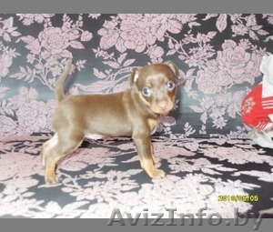 Продается Щенок русского той-терьера из Минска #285434