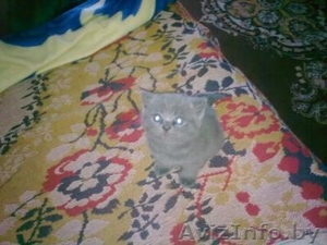 продажа Британки #292723