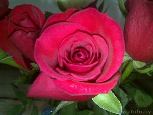 РОЗЫ ДЛЯ ВАС!!!!!!!!!!!!!!!!!!!!!!!!!!! #299556