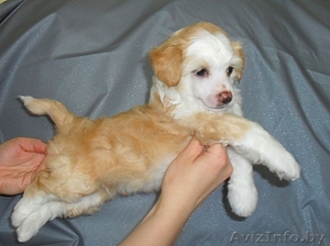 Той пудель кобель #308766