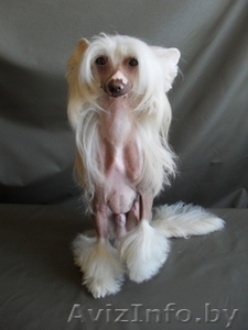 китайская хохлатая собака Вязка #282091