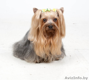 стрижка йоркширских терьеров на дому #307643