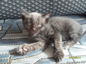 Котенок ищет семью #291203