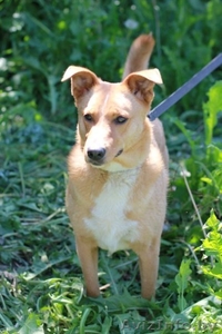 В дар! Собачка Ханка – ласковое рыжее солнышко. #303687