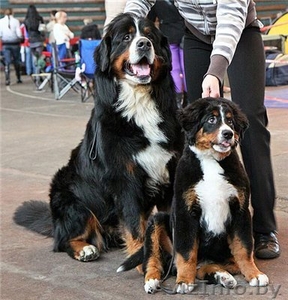 Швейцарская горная овчарка #285617