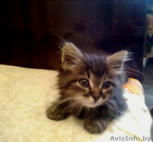 Котенка в хорошие руки отдам #307918