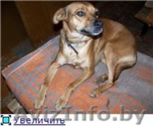 Собачка Машенька мечтает обрести дом!! #293682