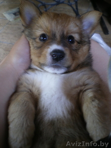 Отдам в дар в добрые руки щенка дворовой собаки. #292071