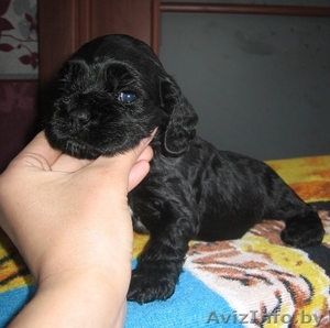 Продается щенок Американского кокер-спаниеля #291490