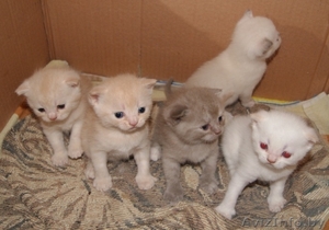 шотландские котята вислоухие и страйты #301052