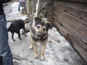 Невероятно красивый слепой пес просит Вас о помощи!!!! #300759