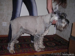 Миттелья кобель найден #305906