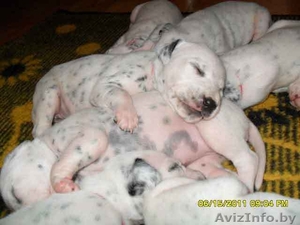 Щенки далматина продажа #302349