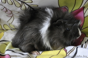 Морские свинки (метисы ангорской и розетчатой породы) #291119