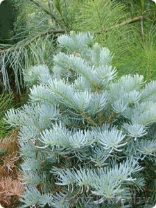 Декоративные растения  в Минске #281606