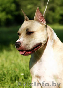 скоро родятся амстаффята #304361