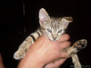 миленький серенький котёнок отдам #295977