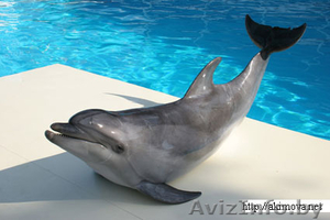 Семейный отдых в Евпатории,  сдаю свои  дом  и  квартиры	 #297709