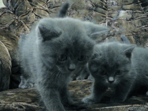 Британские короткошерстные, плюшевые котята  #297926