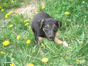 Щенки метисы джекрассел терьера девочки в хорошие руки. #282617