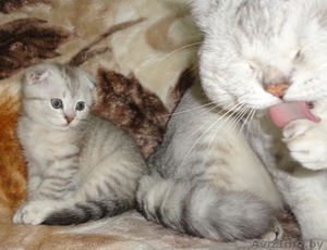 Шотландские вислоухие (скоттиш фолд) котята #298268