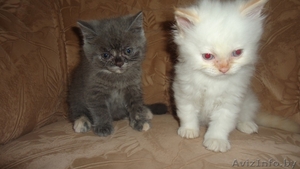 Британские котята разных окрасов #297122