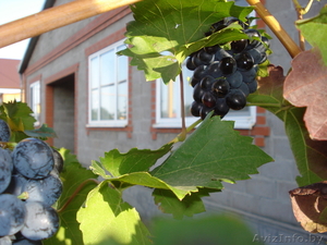 Недвижимость в Краснодарском крае: продам уютный шикарный дом;  СРОЧНО!!! #287824