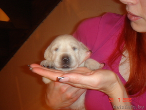 щенки лобрадора #304392