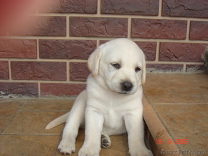 лучшие щенки лобрадора #304779