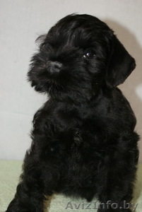 Щенки цвергшнауцера черного окраср #297829