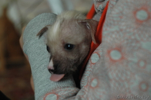 Щенки китайской хохлатой собачки 1м #308488