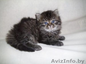 Персидские чистокровные котята,   красивые и очаровательные! Недорого! #294356
